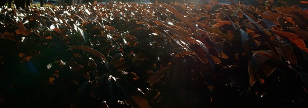 RIMG0181_2.JPG RIMG0181 2