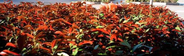 RIMG0185_2.JPG RIMG0185 2