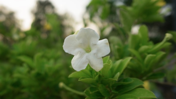 RIMG0199.JPG RIMG0199