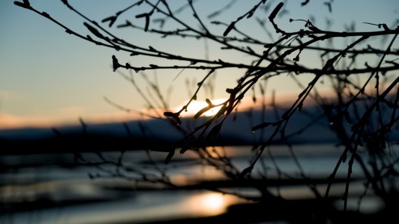 A minimalist photograph of an Icelandic sunrise over calm water, with the sun's soft light peeking shyly through a silhouette of bare tree branches.