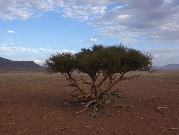 A low-angle, eye-level photograph of a camel thorn tree (Vachellia erioloba) with a wide, sprawling canopy and intricate, twisting exposed roots. The tree is isolated in a vast, flat red-sand desert with a distinct mountain range visible in the distance on the left. The sky above is a bright blue with scattered white clouds. The location is the Namib Desert in Namibia.