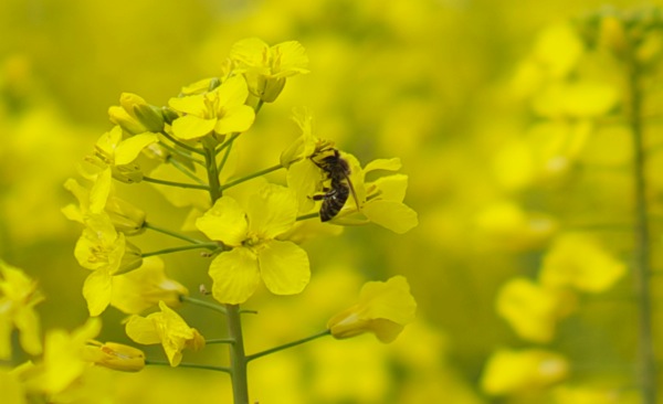 A bee, its body covered in pollen, perches on a cluster of brilliant yellow rapeseed flowers. The background is a soft, sun-drenched blur of the same golden hue. This image, titled "Rape Seed," captures the intricate relationship between pollinator and plant, a "seed" of life and growth, while evoking the controversial naming of this plant and the duality of its beauty and its historical association.