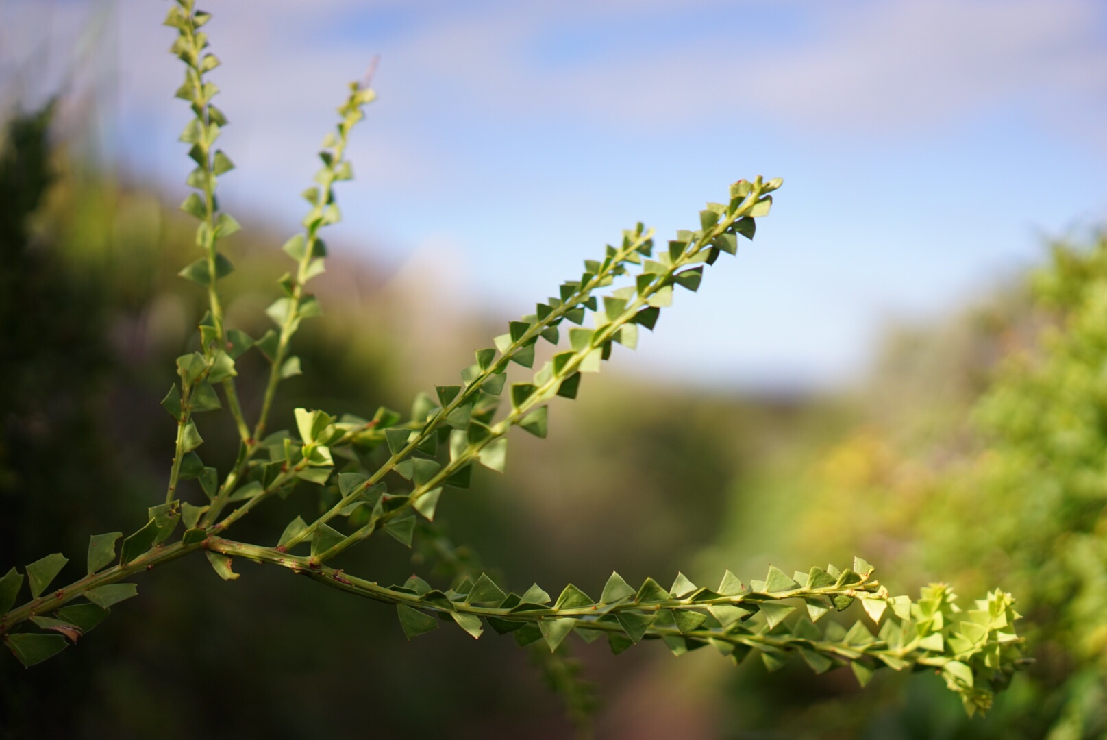 diamond leaves A close-up photograph of a spiky green plant, taken with a shallow depth of field, blurring the background. The plant's angular leaves and branching form create a distinct shape, which the poem describes as 'diamond lines' and 'dinosaur spires.' The image and its title together poetically point the way toward Gracetown on the Cape to Cape Track.