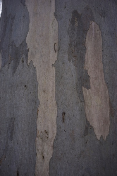 A close-up, vertical photograph of the trunk of a native Australian tree, possibly a Karri or Jarrah. The bark is peeling away in long, irregular strips of muted gray, tan, and pale pink, creating an abstract pattern that strongly resembles old, peeling paint on a wall. The image's unique texture and color scheme directly reflect the post's title, 'Wallpaint'.