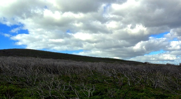 IMG_0992.JPG A landscape photograph from Day 2 of the Cape to Cape Walk, showing a rolling hill in the section between Yallingup and Moses Rock. The hill is covered in low, scrubby bushes that have the appearance of a 'buzzcut,' which perfectly matches the post's title. The image captures the rugged coastal heath of this part of the walk beneath a cloudy sky.