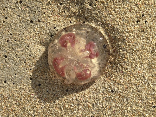A top-down, close-up photograph of a translucent, gelatinous marine creature, likely a jellyfish, lying on the wet sand. The creature's body is clear with reddish internal matter, and its appearance directly resembles a type of food dish known as a terrine. The image's title, 'terrine,' and its visual metaphor serve as a memorable conclusion to the 'Coastal Tranche' series from the Cape to Cape Walk.
