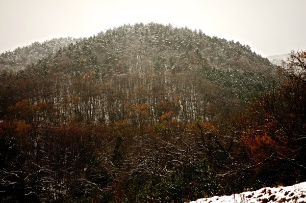 A photograph of a forested hill near Lake Biwa in Japan, lightly covered with an early snowfall. The dusting of snow frosts the branches of the bare trees on the lower slopes and covers the evergreens higher up. The overcast sky and the snow give the hill a frosted, "greybeard" appearance, which is visually referenced by the post's title.