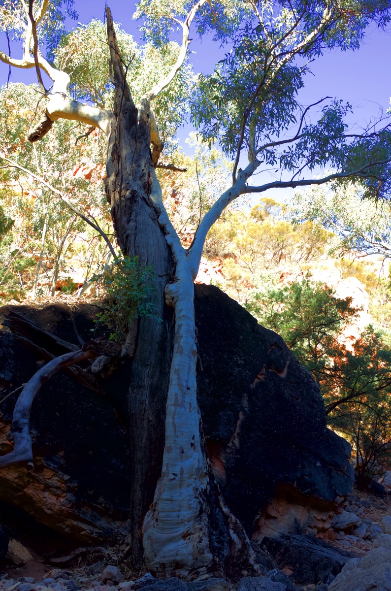 A vertical photograph of two large, pale-barked ghost gum trees whose trunks grow closely together against a dark rock face. The way the trees intertwine, almost "clasping" one another, directly alludes to the post's title, "the kiss?", and to a famous work of art. The unique form of the trees, a significant feature of the Central Australian landscape, is highlighted against the deep shadows and sun-drenched foliage.