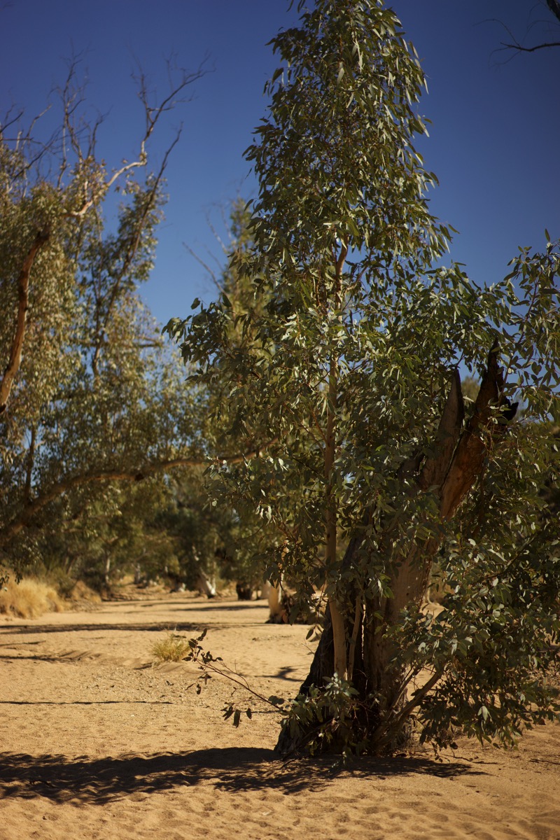 A photograph taken at ground level within what is likely the Sandy River Gorge, featuring several tall, slender gum trees with light-colored bark and sparse green foliage. The ground is sandy or dusty, with dappled sunlight filtering through the leaves, suggesting the presence of a riverine environment conducive to tree growth, despite the "sandy" descriptor. In the background, more trees and vegetation indicate a more vegetated area than depicted in the Heavitree Range photograph, highlighting the unexpected contrast and the wordplay in the post's title.
