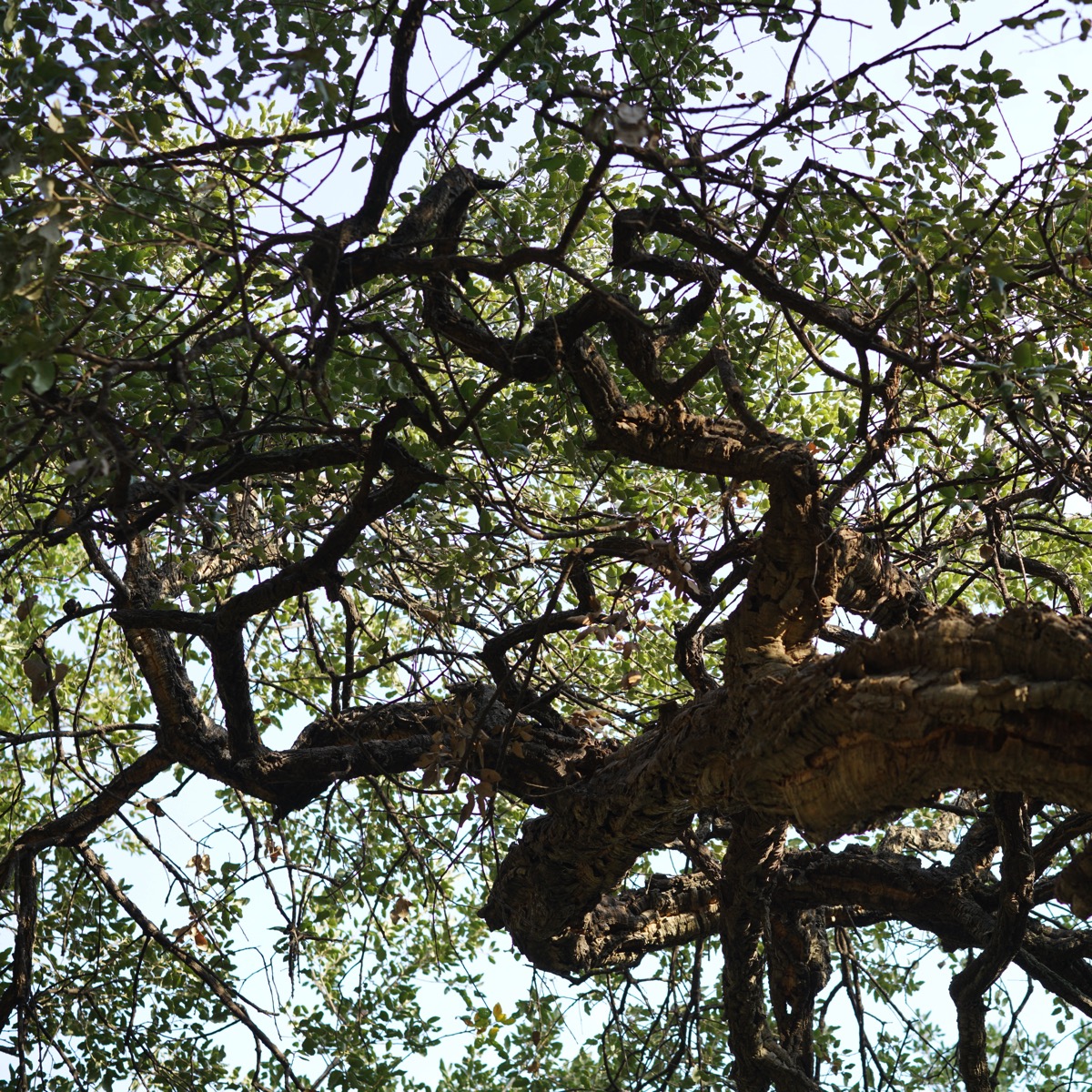 A close-up photograph of the gnarled and twisted branches of a Mediterranean Hackberry tree in Barcelona, Spain. The branches form a beautiful and intricate 'angular view' that is the subject of the post's title. The image captures the tree's unique, sculptural form against a blue sky.