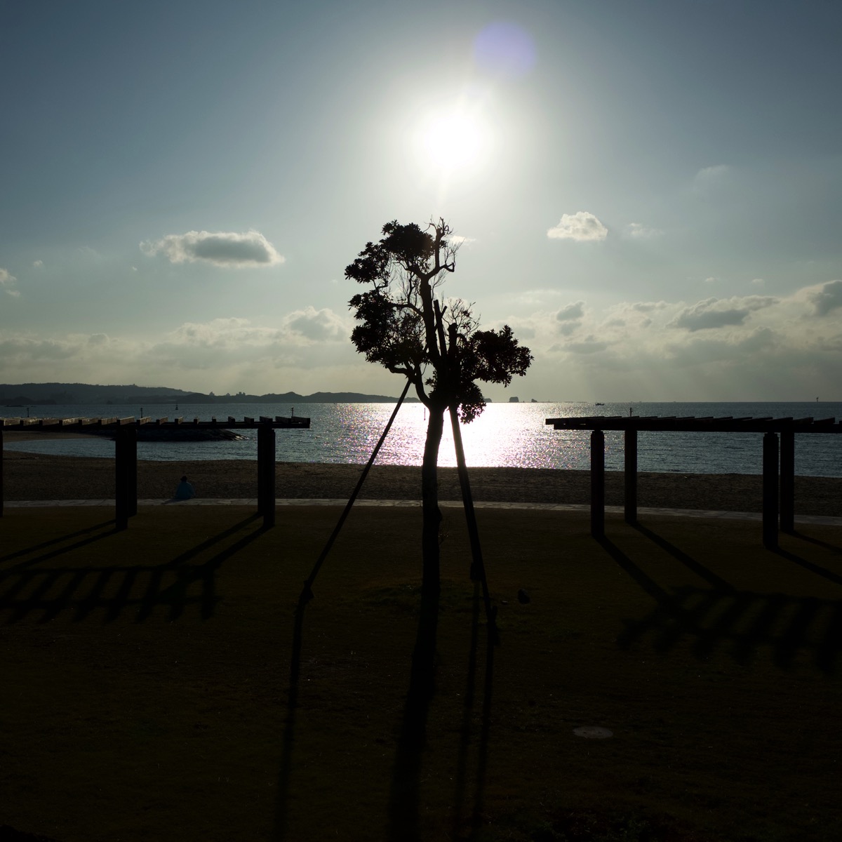 Kii-Tanabe sea shore at dusk staring into the setting sun, causing the foreground to be in shadow. A tree is seen in silhouette, propped up by ridgepoles, leaning on them.