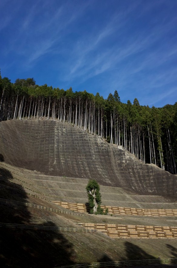 A vertical photograph of a steep, wooded hillside along the Kumano Kodo trail in Japan. The slope is covered with a green erosion control net, or 'geotextile,' that stretches upward. The image captures the slow, persistent process of erosion that the net is designed to combat, visually reflecting the post's title, 'creep'.