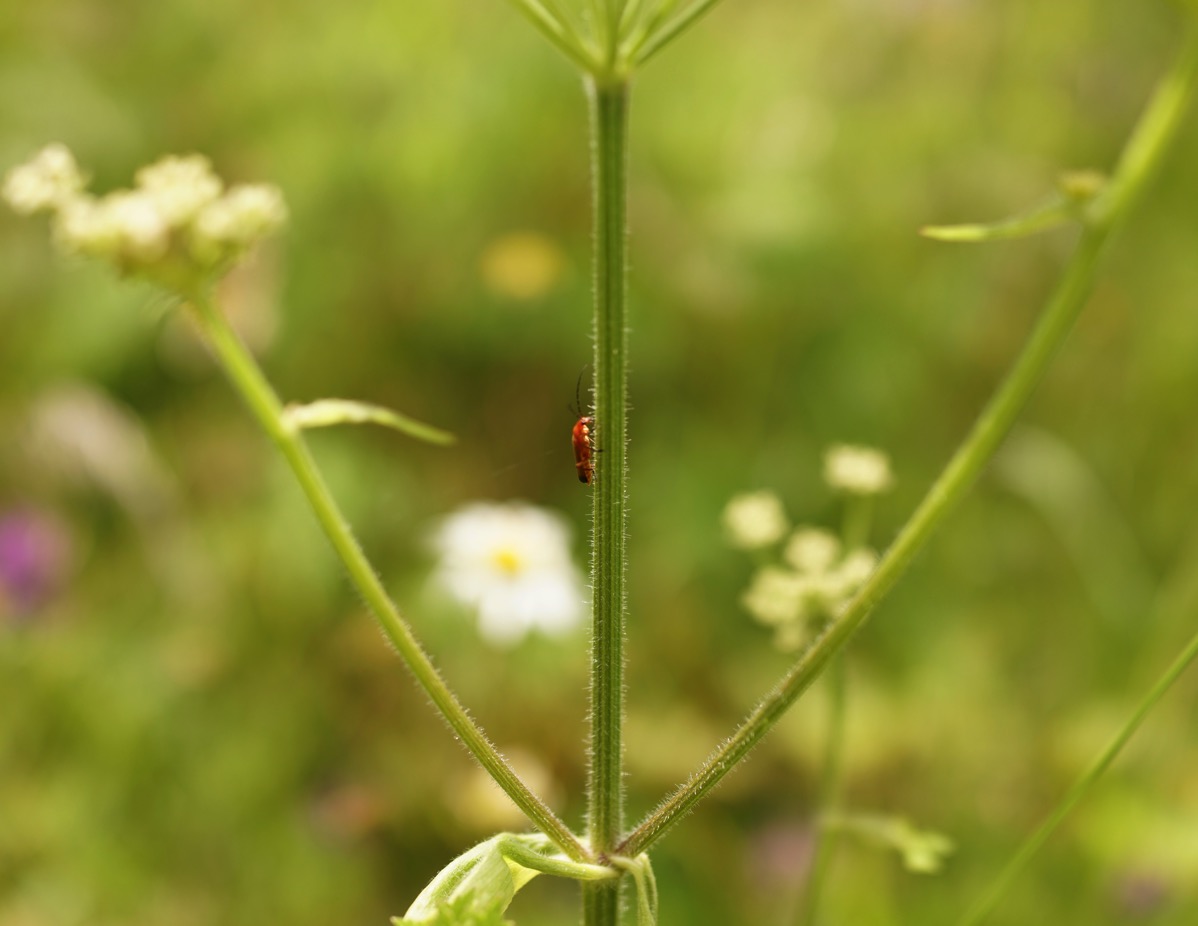 A close-up photograph of the slender stalk and delicate white flowers of a plant, likely Cow Parsley, with a tiny red ladybug climbing the stem. The image was taken at the Eden Project in the UK. 