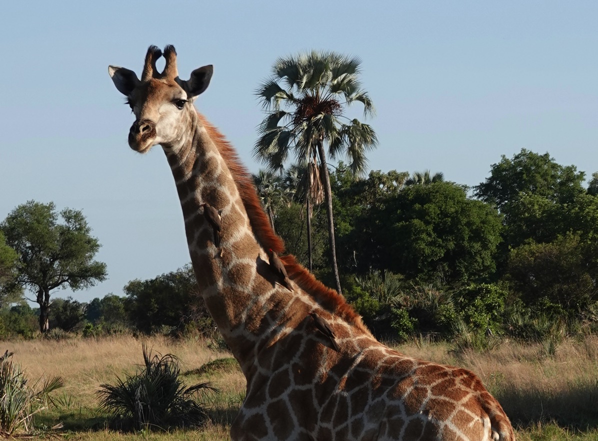 DSC00269.jpg A beautiful photograph of a tall giraffe standing gracefully in a sunlit field in Botswana. A small oxpecker is perched on its neck, a detail that visually represents the theme of 'daily exfoliation' mentioned in the post. The symbiotic relationship between giraffes and oxpeckers is a classic example of mutualism. Oxpeckers, small birds, feed on ticks and parasites found on the giraffe's skin, providing the giraffe with pest control. In return, the oxpeckers get a readily available food source. This relationship benefits both species.