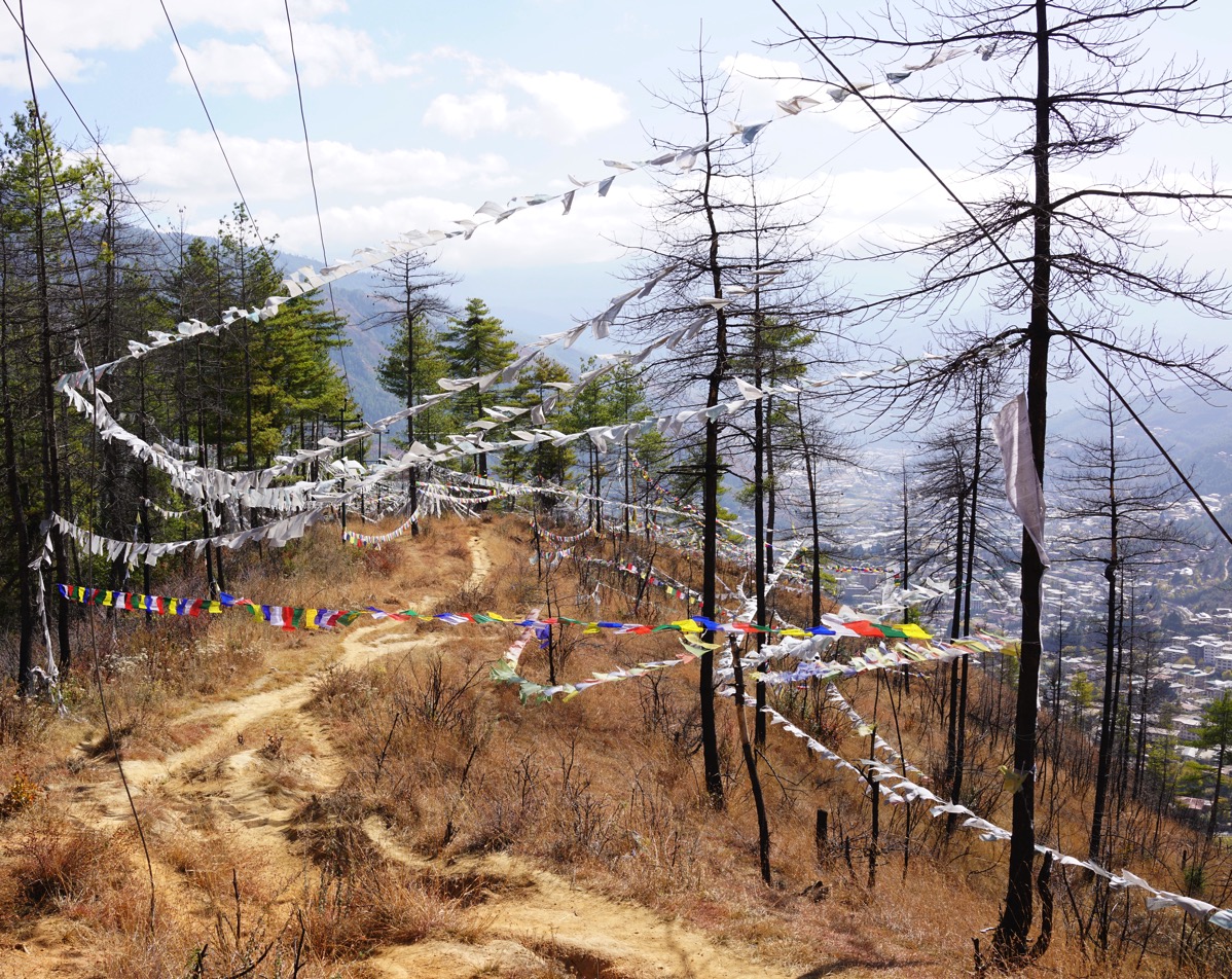 A tranquil photograph of a wooded hillside in Thimphu, Bhutan, with hundreds of colorful Buddhist prayer flags strung between tall, slender trees. 