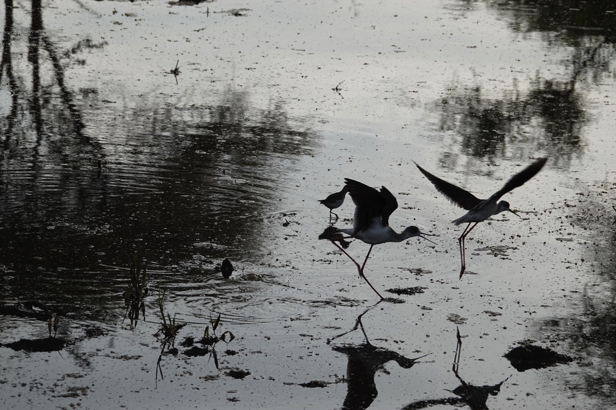 DSC01294.jpg A high-contrast photograph of silhouetted black-winged stilts in flight and wading through light-speckled water in Botswana.