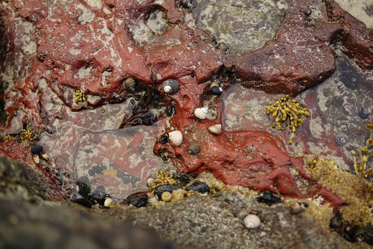 A top-down, macro photograph of a rocky tide pool on the Mornington Peninsula, Australia, focusing on a weathered, iron-rich sandstone rock with a rugged, reddish-brown surface. The image's color and texture, which evoke the landscape of Mars, directly reflect the post's title, 'Life on Mars?', continuing the theme of alien-like discoveries on the coastline.