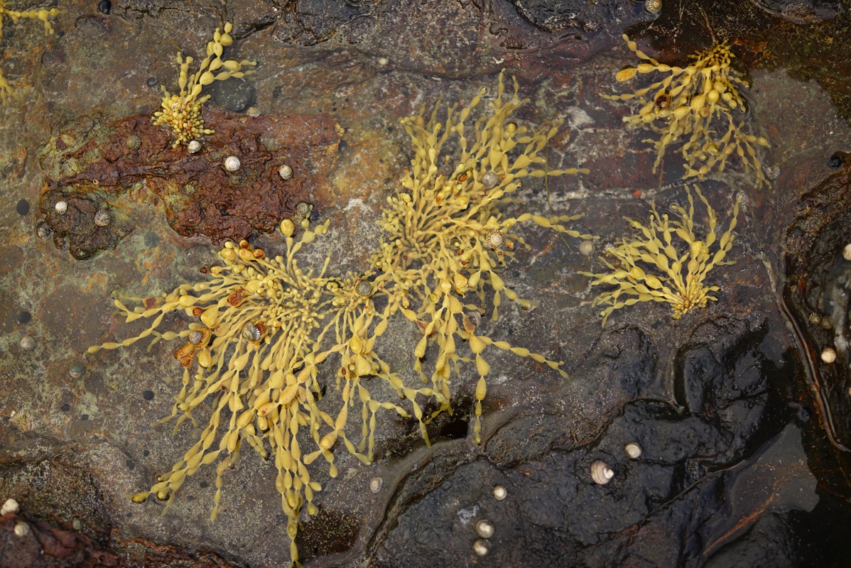 A top-down, close-up photograph of a bright yellow marine growth, with frond-like formations, in a low tide pool on the Mornington Peninsula, Australia. The organism's alien-like appearance is highlighted in the post's title, 'Yellow Menace?', which humorously explores the theme of xenophobia and prejudice.