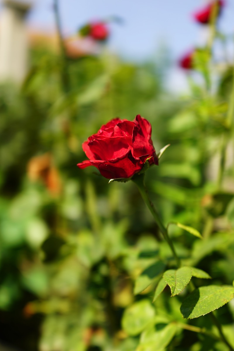 A close-up photograph of a single, vibrant red rose in full bloom, surrounded by green leaves. The image's natural beauty stands in stark contrast to the historical tragedy and somber setting of the post.