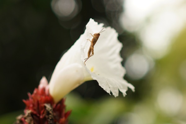 A macro photograph of a unique, White-plumed Moth (Pterophorus pentadactyla) perched on a plant. The insect's posture and appearance resemble a 'bellhop,' which is the clever wordplay in the post's title. 