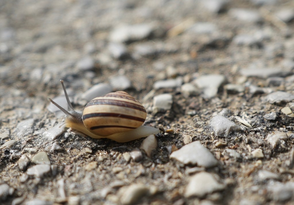 A close-up, low-angle photograph of a small snail with a distinctively striped shell, moving slowly across a gravel road in Tuscany. The image, with its shallow depth of field, draws attention to the subtle beauty of the snail, contrasting with the poem's theme of a trip to iconic Italian landmarks.
