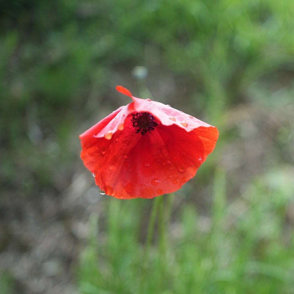 A close-up photograph of a single red poppy with delicate, thin petals that droop mournfully. The flower appears dewy, and the image captures the intimate beauty of a single poppy on a walk in Tuscany, serving as a visual introduction to the 'Close Encounters' series.