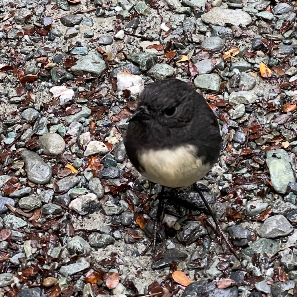 A close-up, eye-level photograph of a small, curious South Island robin, also known by its Māori name 'kakaruai,' standing on rocky ground. The bird's bold black and white plumage contrasts with the gray and brown stones of the Routeburn track, visually representing the friendly encounter described in the poem.